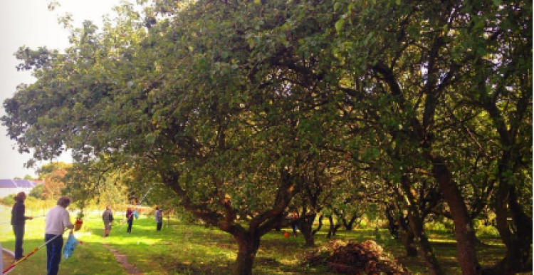 working in the orchard