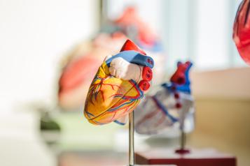 model of heart