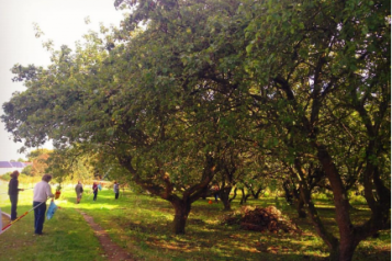 working in the orchard