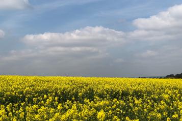 oil seed field