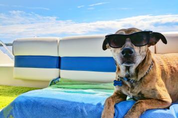 dog in sunglasses